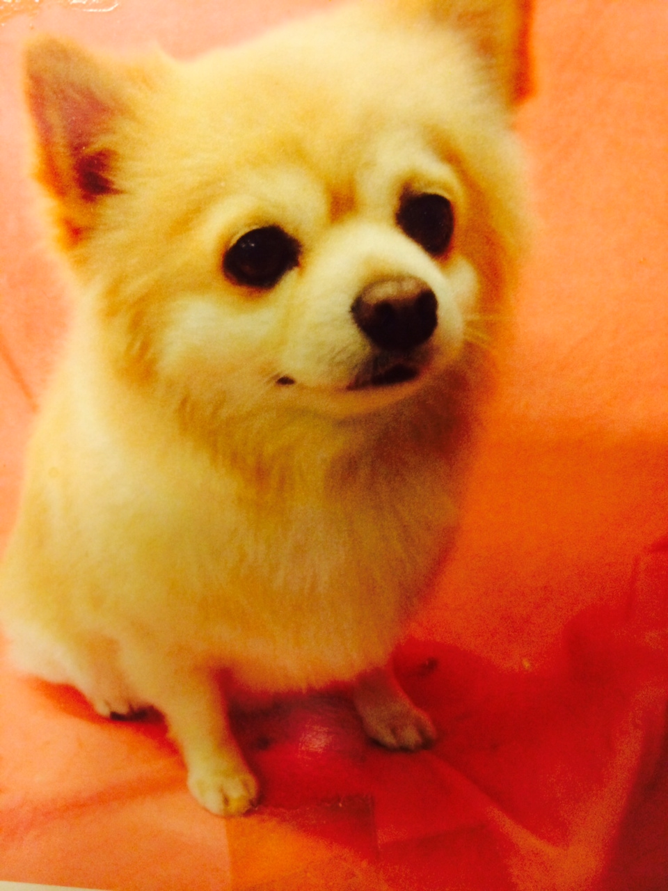 ���Ջ���