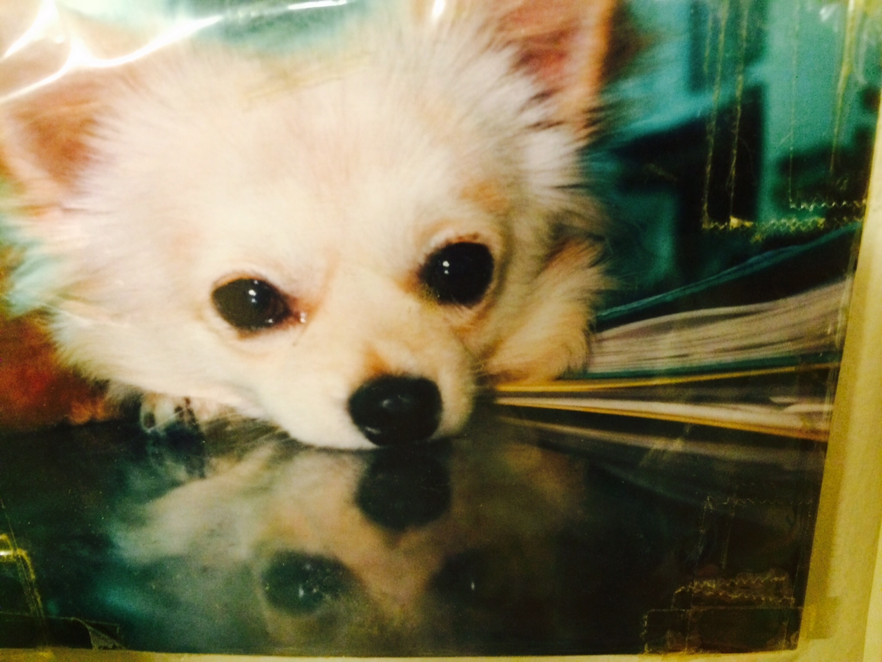 ���Ջ���